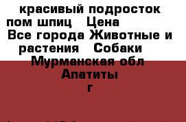 красивый подросток пом шпиц › Цена ­ 30 000 - Все города Животные и растения » Собаки   . Мурманская обл.,Апатиты г.